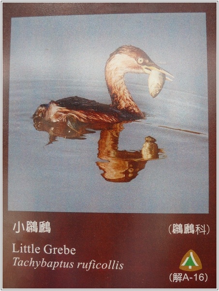 2011-11-27 12-00-01鰲鼓溼地賞鳥趣.JPG